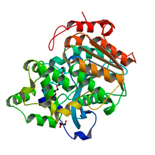 Estructura tridimensional de la enzima lipasa A de Candida antartica